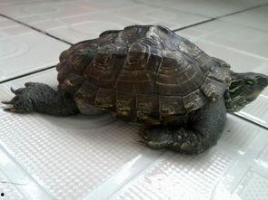 娱乐吃瓜酱小乌龟,揭秘娱乐圈那些不为人知的幕后故事